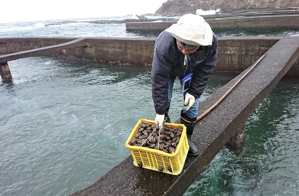 採收貢寮鮑 - 尚新聞 Sun News