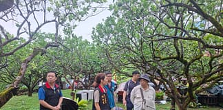 花蓮文旦受乾旱影響著果不良 花蓮縣政府邀集勘災小組現勘爭取天然災害現金救助